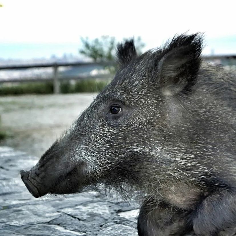 sad_boar