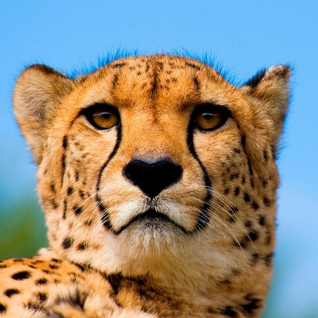 Gepard_1011