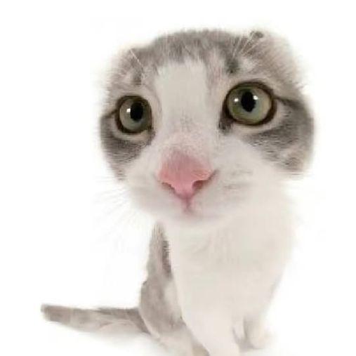 poogs1 avatar