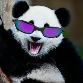 pandadejuju