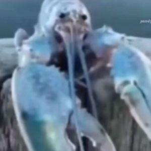 DenkoAYE avatar