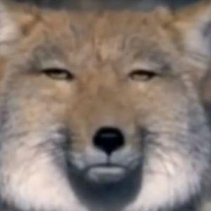 _-KYUUBI-_