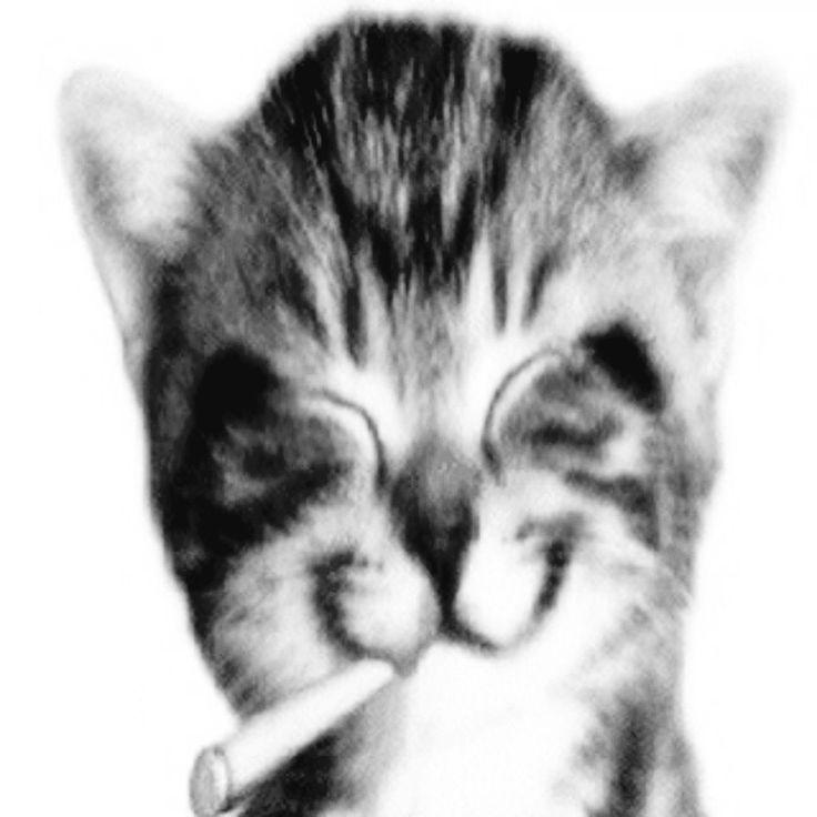 -torejoc avatar