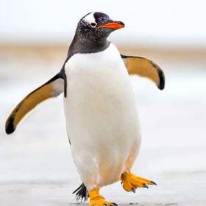 Pingu-u-u-u avatar