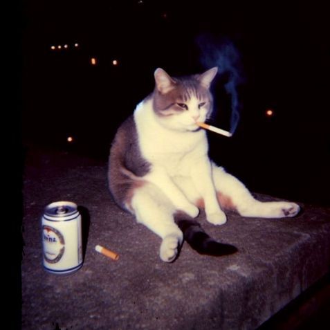 ilycat