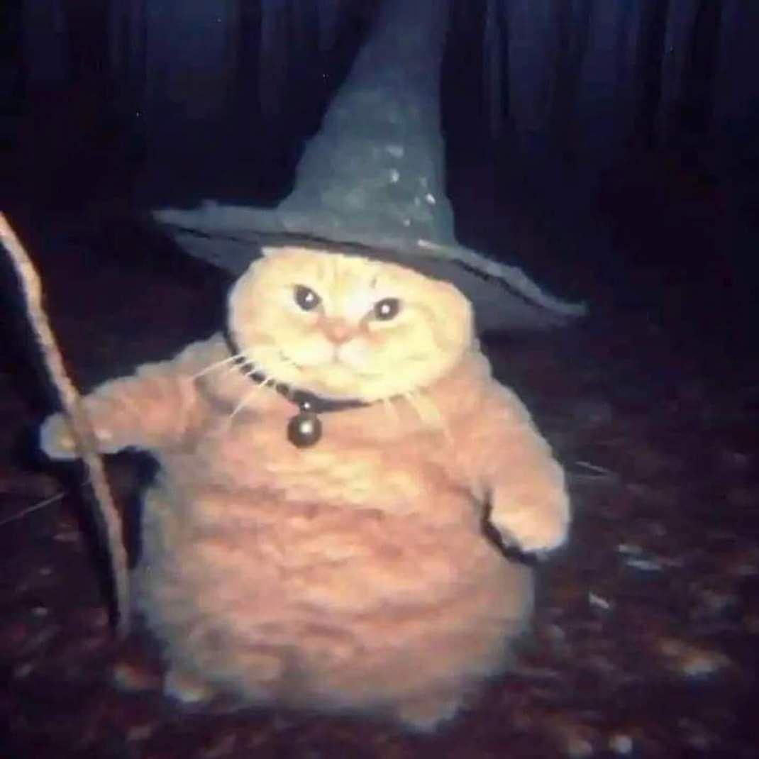 lazpapatya avatar