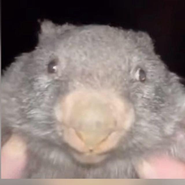 BLIZMA avatar
