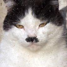 PanBary avatar