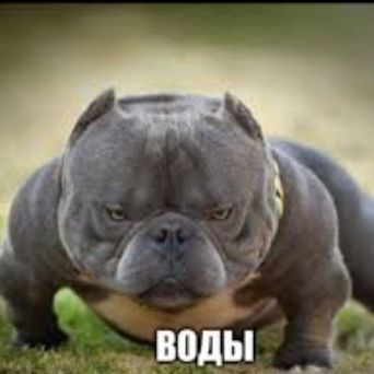 boltozvyk