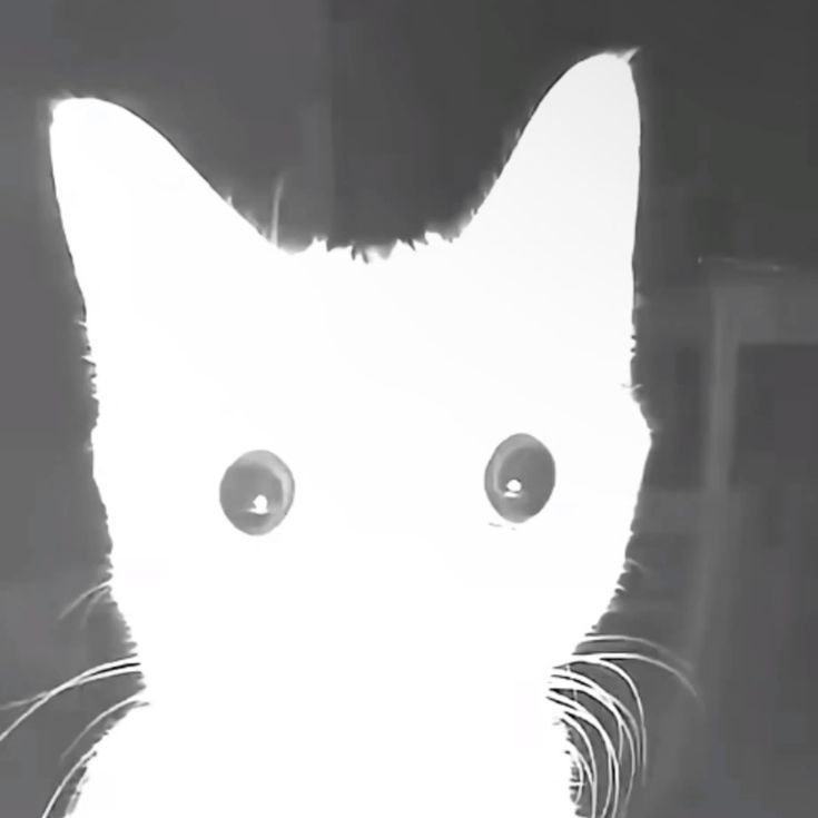 v4n1s0n avatar