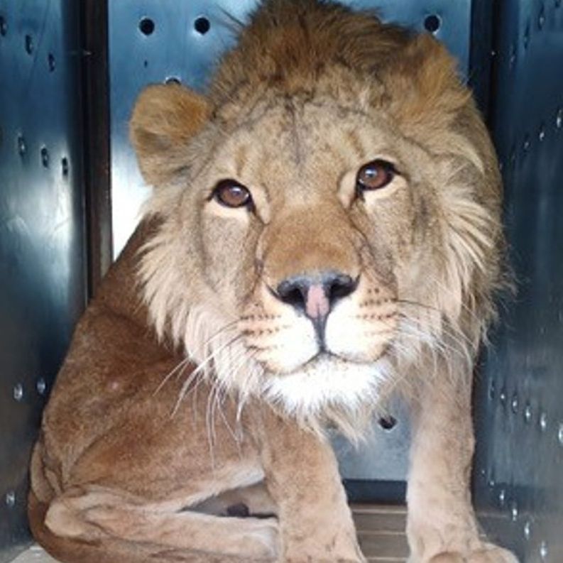 simba666