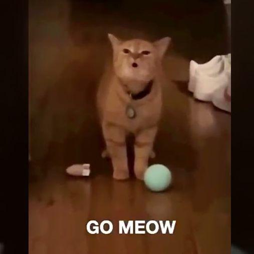 FIMeowMeow