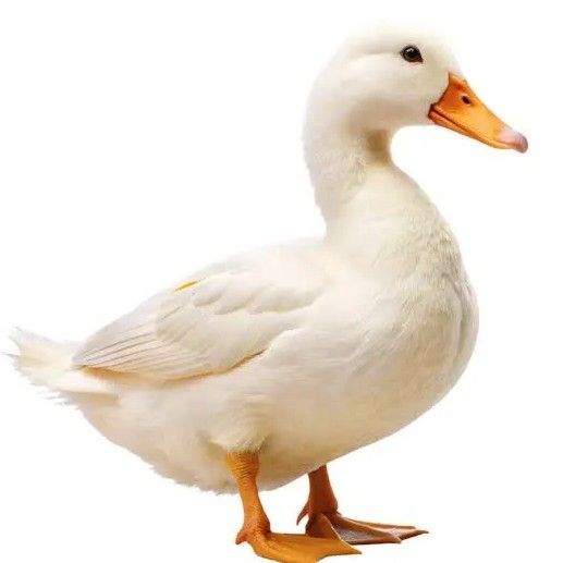 RobberDuck