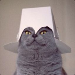 team_blepppo