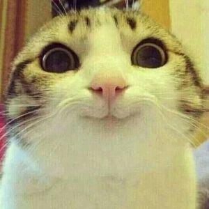 MrPetkins