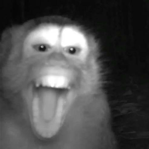 globusinskii avatar