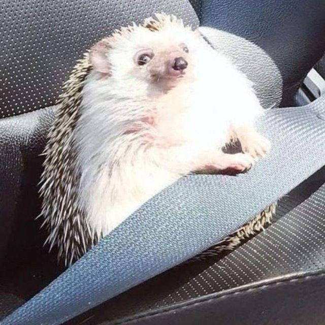 Hedgehog_-- avatar