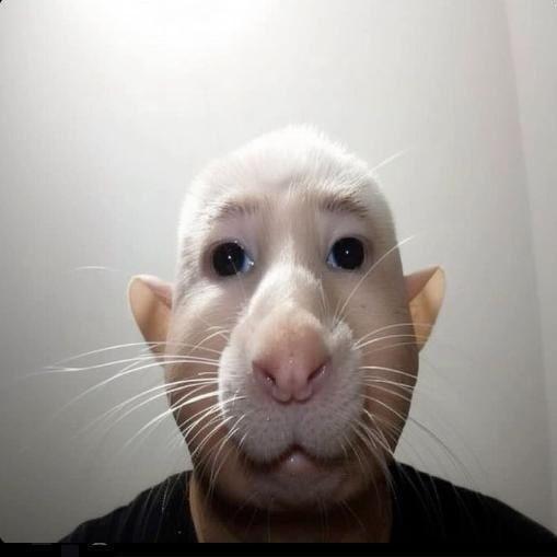 quizyxs avatar