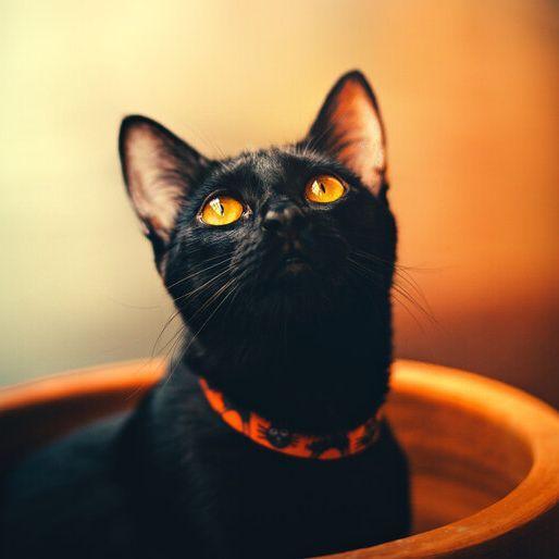 Miauuw