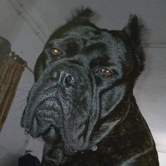 putocabz