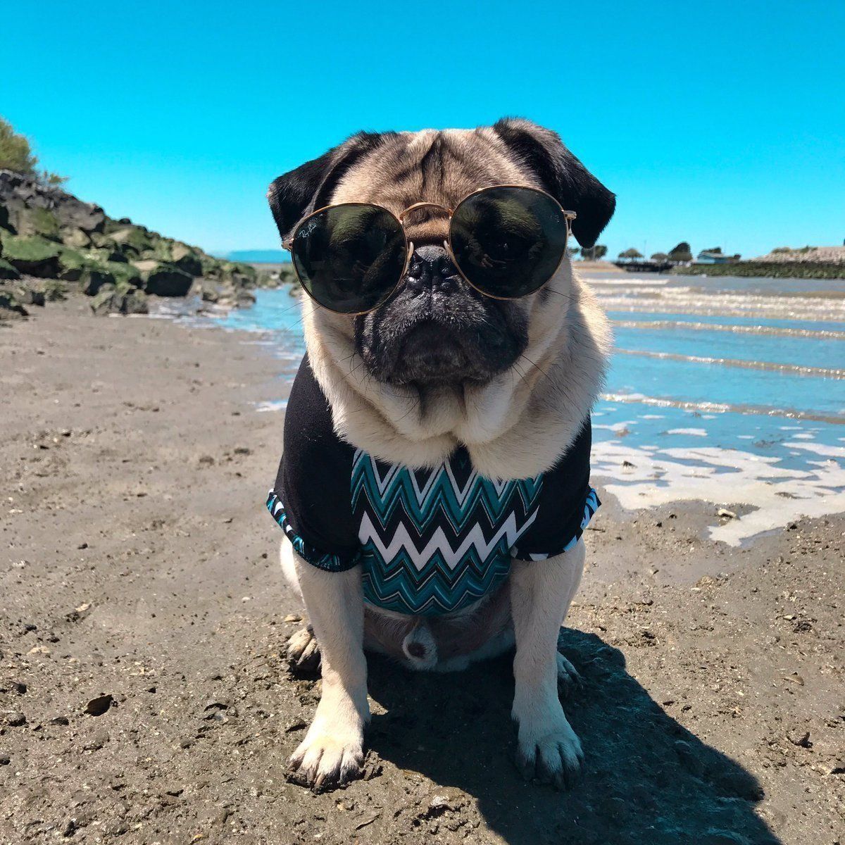 Da_Pug