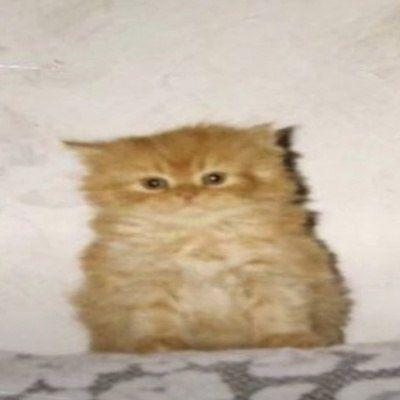Shar0eb__ avatar