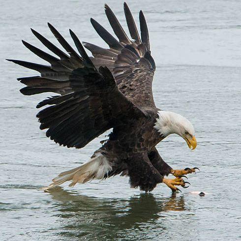 Eagle Claw