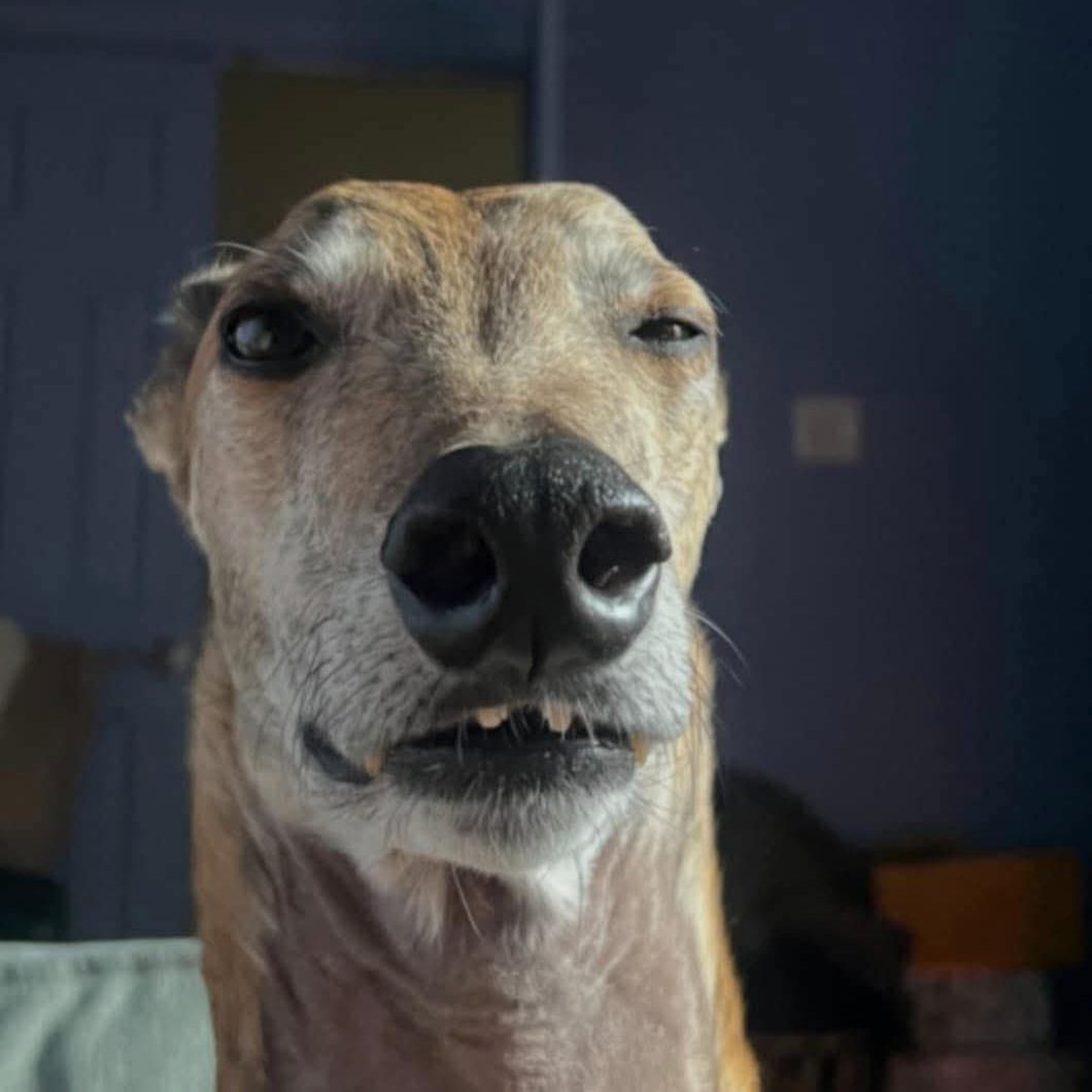 dazedbugaboo