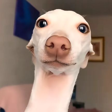 T0moh1ko