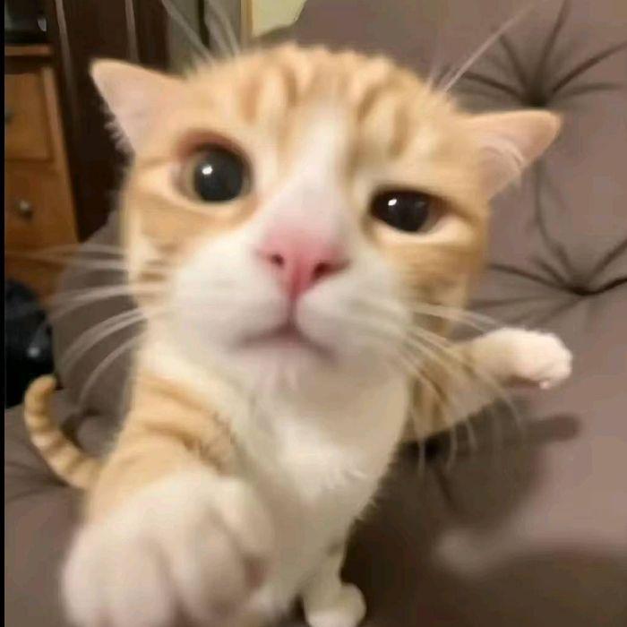 sourceh avatar