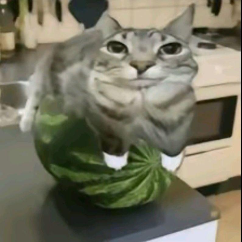 Albert311 avatar