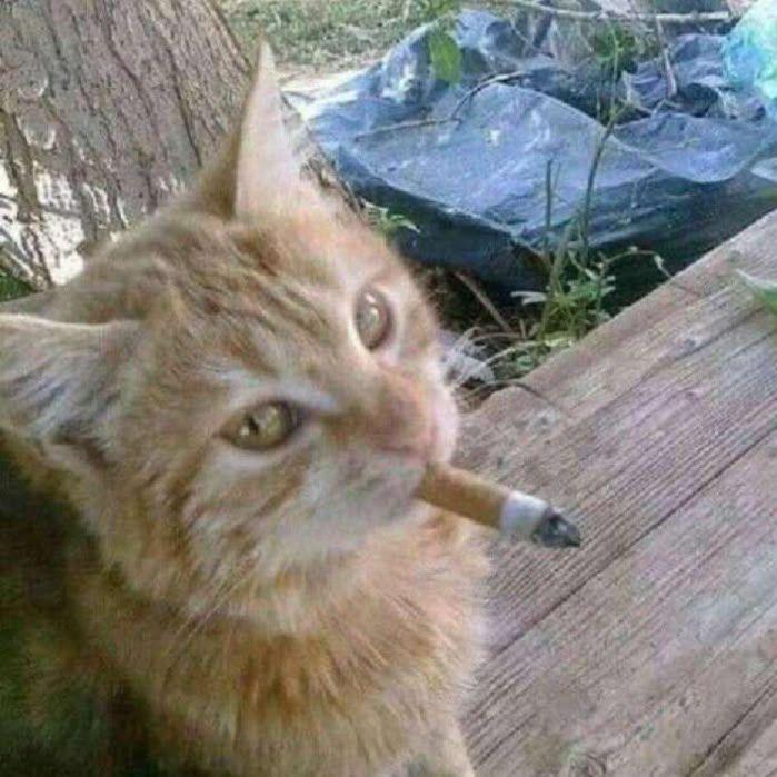-ayanokodzhi avatar
