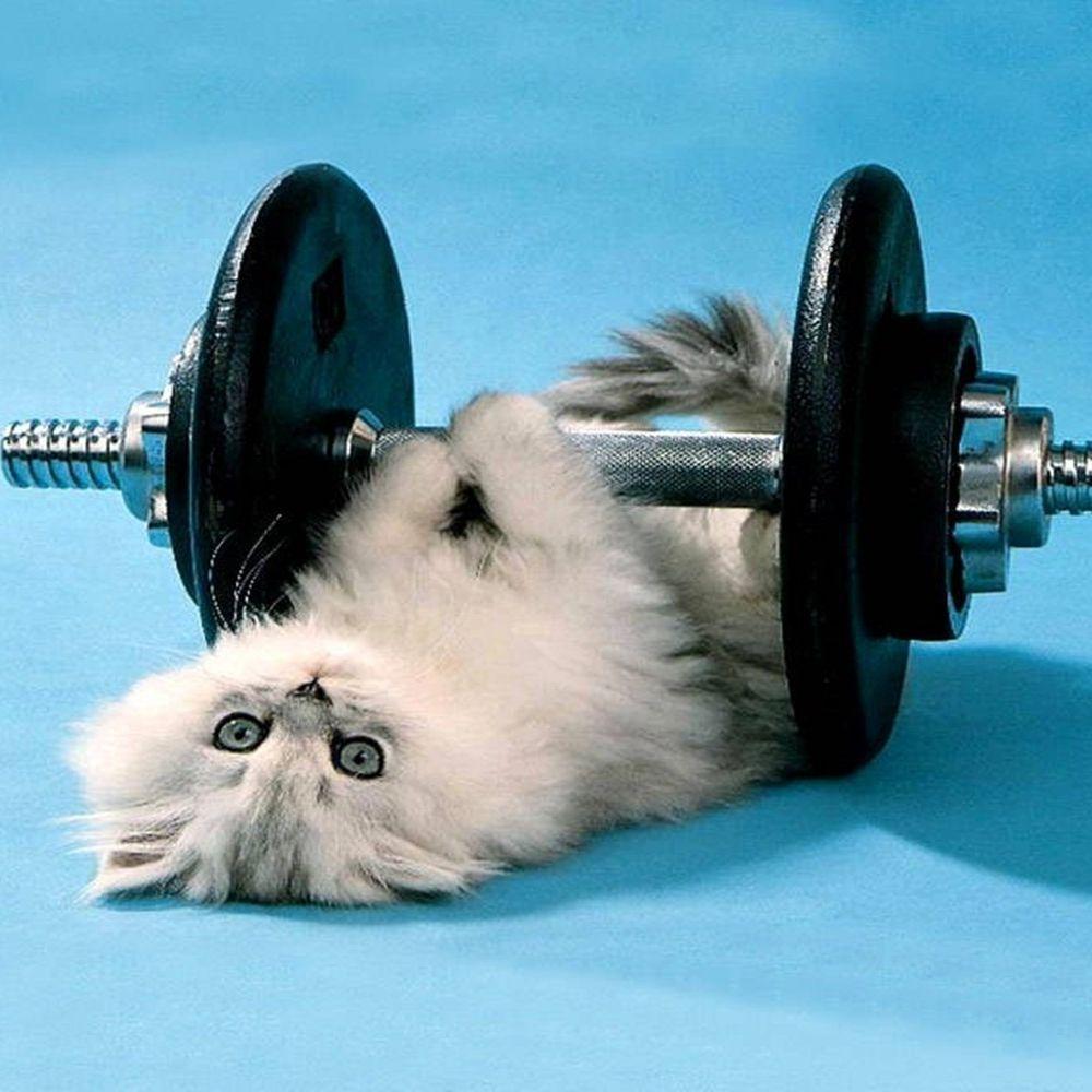 Catfitness avatar