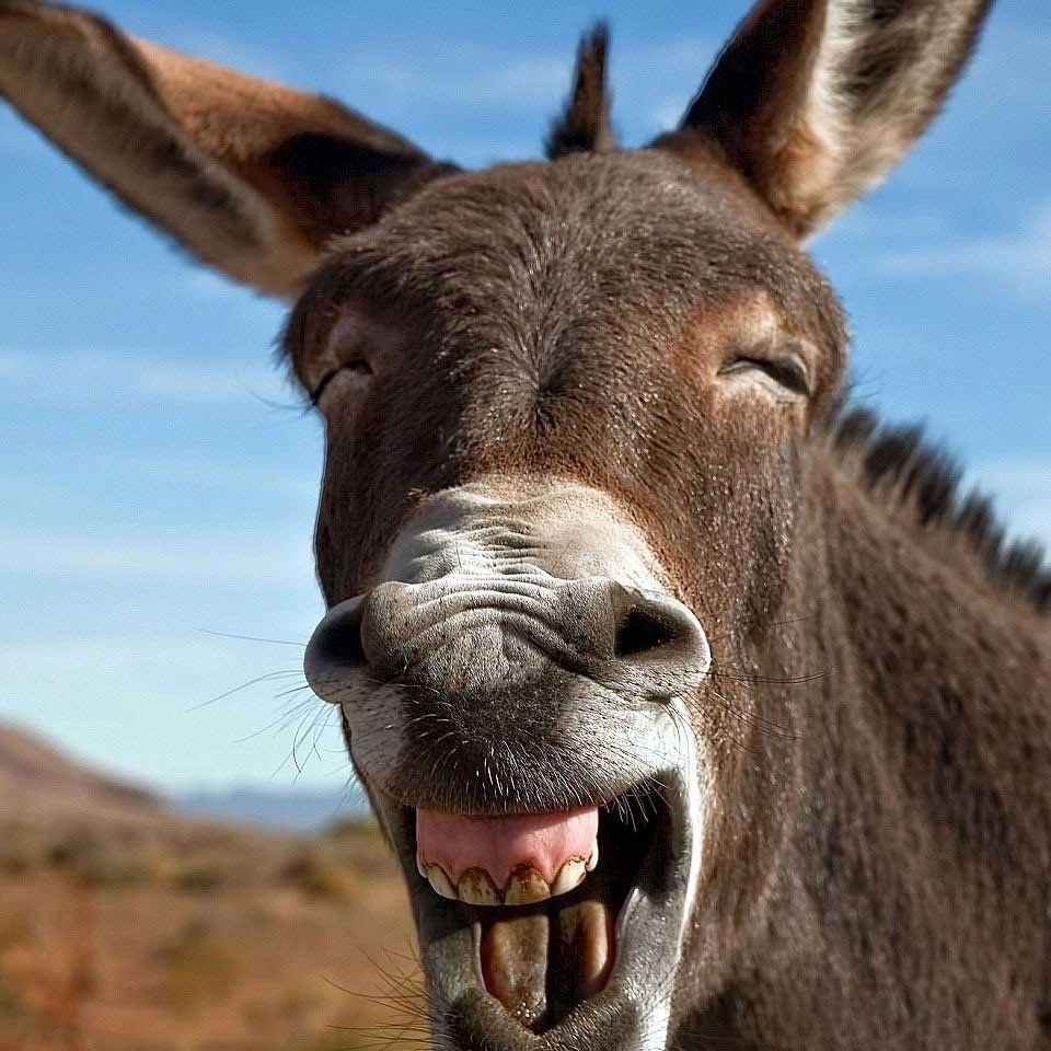 yavdyrdome