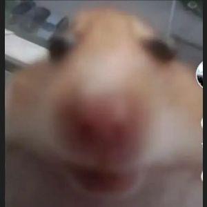 -DuDoSA- avatar
