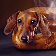 HotDogis420 avatar