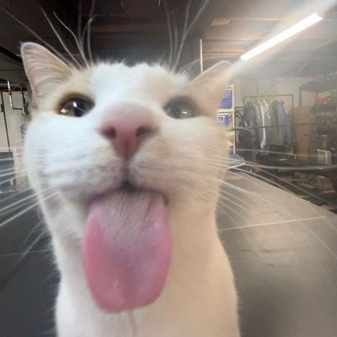 peesk4 avatar