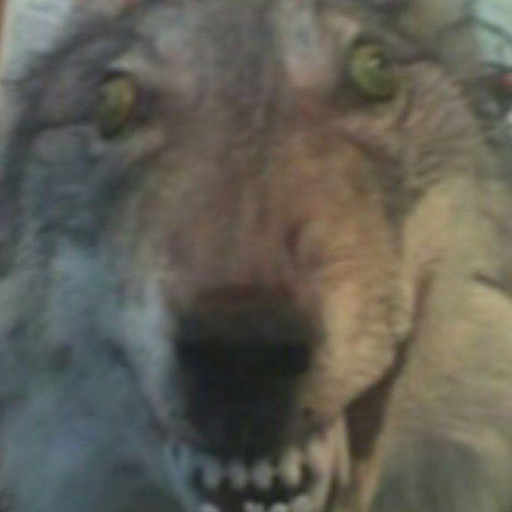 IIIAYRME4HIK avatar