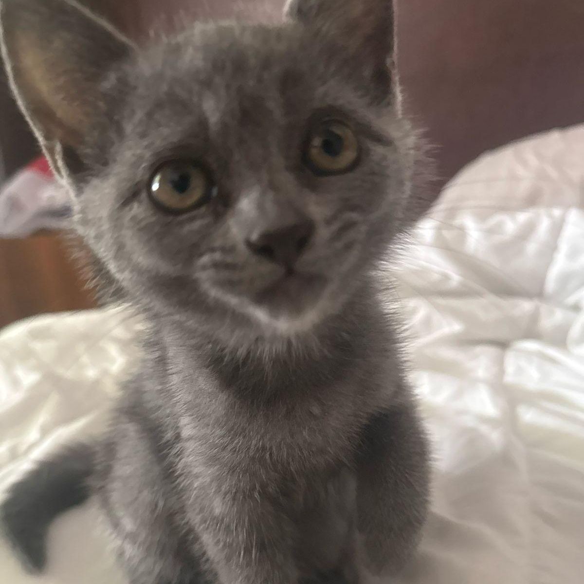 AimC