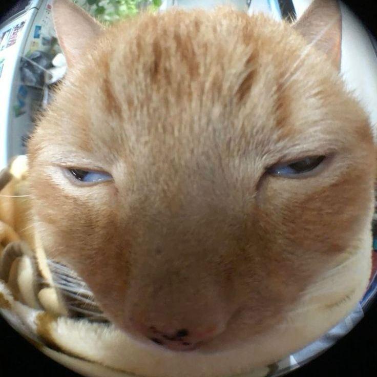 goobi avatar