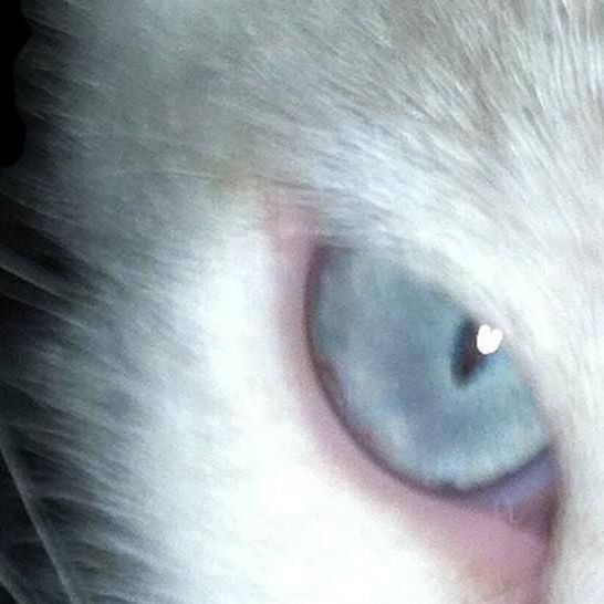 scr1ptMEOW