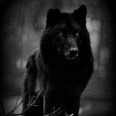 --wolff avatar