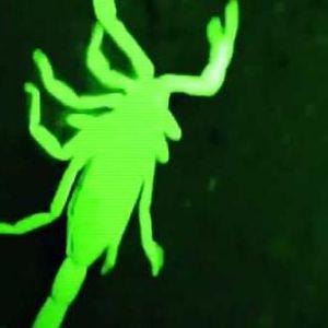 SHVONK avatar