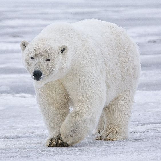 Poleybear