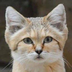 azaroth avatar