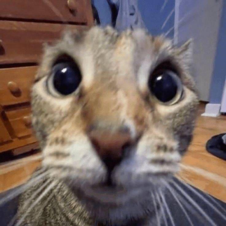 Acentix avatar