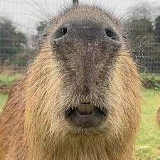 Player -_Capybara avatar