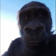 DimaWkaf avatar
