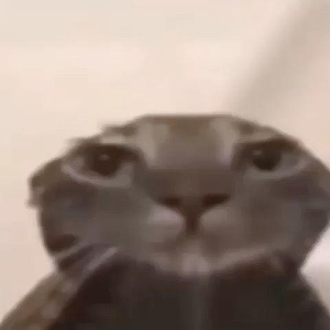 BAGOH_DI4KI