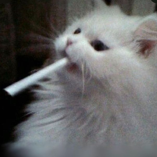 dxm